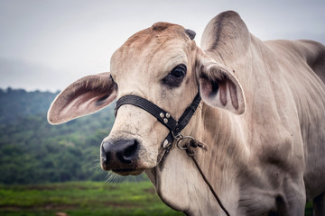 beef cattle in the field.