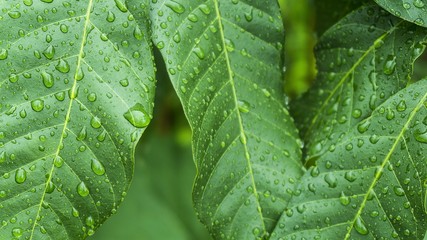 Beautiful green leaf with drops of water