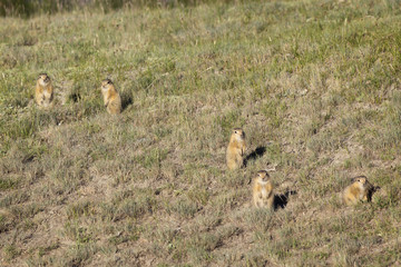 A family of gophers in the grass