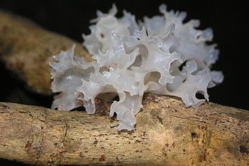 snow fungus mushroom