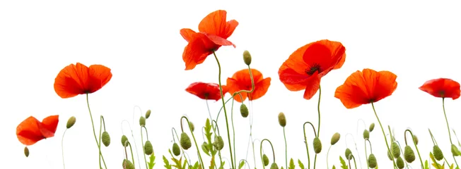 Wall murals Poppy Poppy flowers isolated on white background