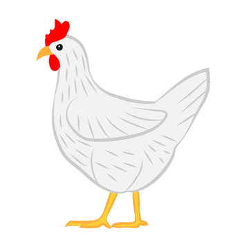 Chicken colored illustration