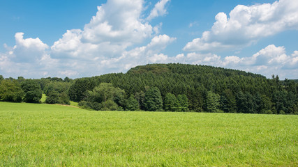 green meadow with forest in the background