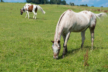 Fototapeta na wymiar several horses on the meadow feeding in the sun