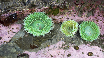 Giant Green Anemone (Anthopleura xanthogrammica) - Powered by Adobe