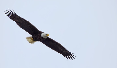 Bald Eagle (Haliaeetus leucocephalus) in flight