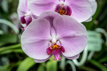 Purple orchid on green leaves background