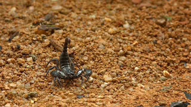 Video 1920x1080 - Asian forest scorpion (Heterometrus) in defensive position on the ground. Thailand
