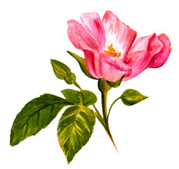 Fototapeta premium Watercolor drawing of blooming pink rose, vintage style botanica