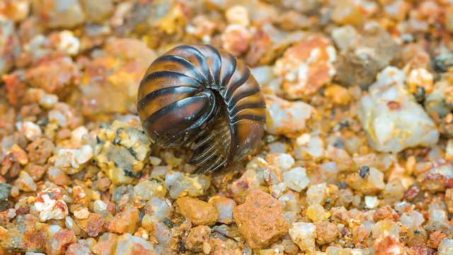1920x1080 video - Tropical big wood louse (pill bug) escapes