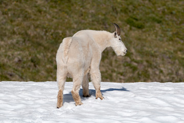 Fototapeta na wymiar Male Billy Goat on Hurricane Hill snowfield in Olympic National Park in Washington USA