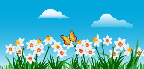 Plakat banner with butterfly, clouds, narcissus flowers and leaves on
