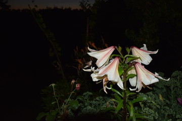 Fototapeta na wymiar Nachtfalter an einer Lilienblüte