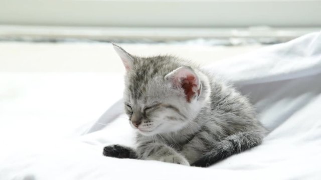 Close up of cute american short hair kitten sit and paying on pet bed. 