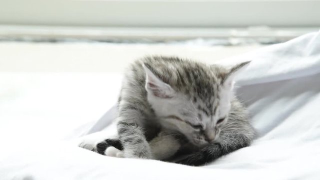 Close up of cute american short hair kitten sit and paying on pet bed. 