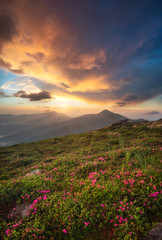 Plakat Flowers on the mountain field during sunrise. Beautiful natural landscape in the summer time