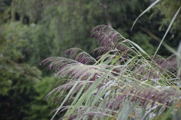 Schilfblüte mit Wassertropfen