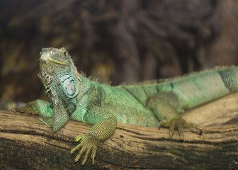 Green iguana
