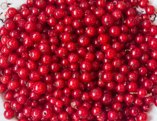 texture of currant berries