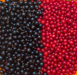 texture of currant berries