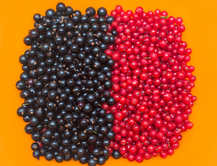 texture of currant berries