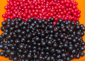 texture of currant berries