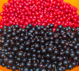texture of currant berries