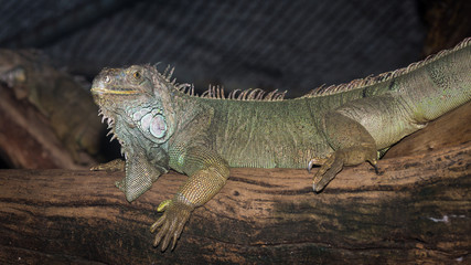 Green iguana