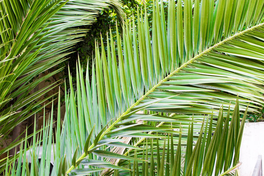 Palm Tree Leaves in Perspective