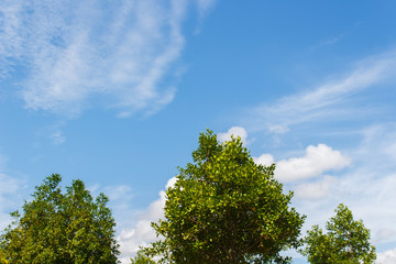 Tree and sky