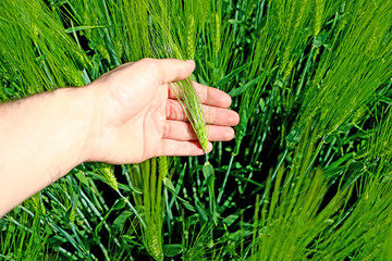 Keep your hand in the field of ear