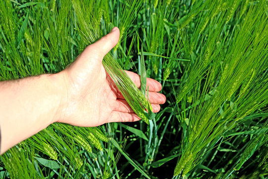 Keep your hand in the field of ear