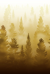 misty forest landscape, foggy forest landscape