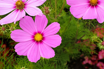 Fototapeta premium Drei Pinkene Wildblumen