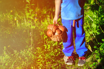 little boy pick mushrooms in green forest