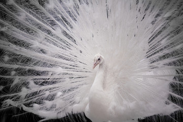 Close-up of beautiful white peacock with feathers out