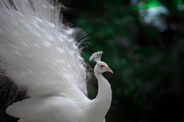 Close-up of beautiful white peacock with feathers in