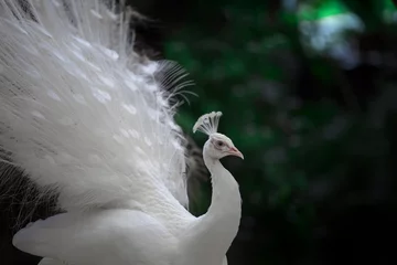 Papier Peint photo Lavable Paon Gros plan du beau paon blanc avec des plumes dedans