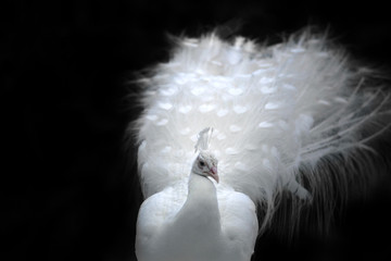 Close-up of beautiful white peacock with feathers in