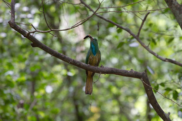 Blue-bearded Bee-eater on the branch in nature
