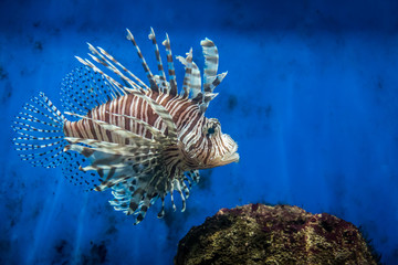 Lion fish and rock