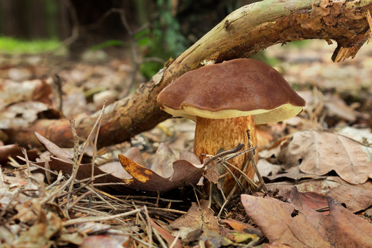 Tasty Mushroom Bay Bolete (Imleria Badia) In The Summer Forest