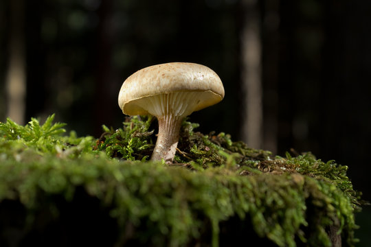 Inedible fungi (mushrooms) Fleecy Fibrecap (Inocybe flocculosa)