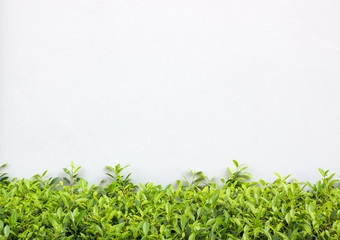 Obraz premium Green Bush with White Wall Background