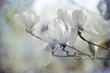 magnolien motiv textur