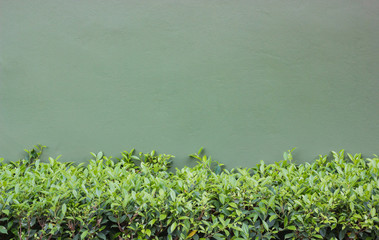 Green Wall Bush Background