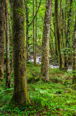 Fototapeta na wymiar forest stream among ancient forest