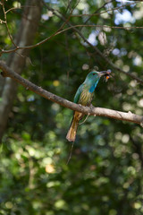 Blue-bearded Bee-eater on the branch in nature