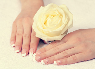 Naklejka premium Beautiful female hands with french manicure holding rose