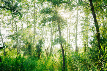 green trees in summer Sunny day in the forest